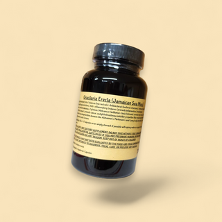 Gracilaria erecta (Jamaican Sea Moss)